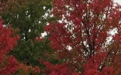img_0135.jpg