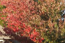 z-fall-colors4.jpg